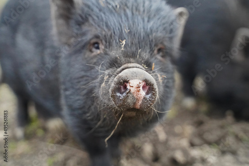  1 year old mini pigs and their parents outdoors photo