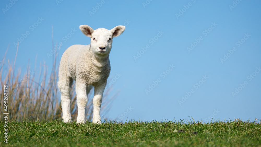 Obraz premium cute, baby texel sheep, lamb, looking on grass with a blue sky