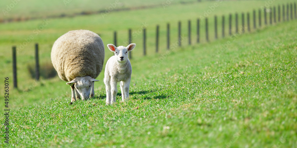 grazing mother texel sheep with a baby sheep, lamb, looking grazing mother texel sheep with a baby sheep, lamb, looking