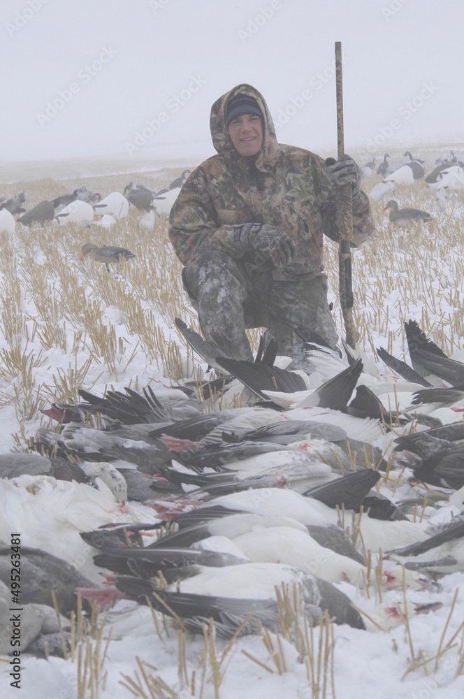 Naklejka premium Hunter with a pile of snow geese taken on a snowy day