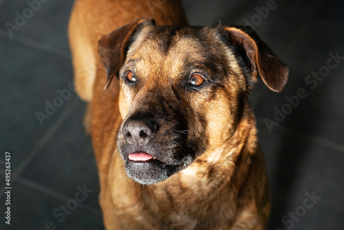 Retrato de perro