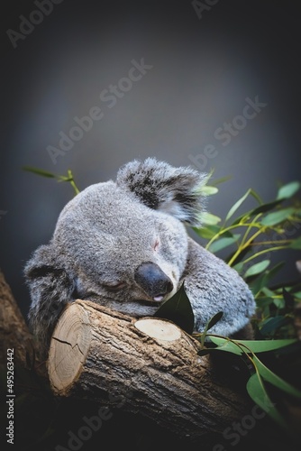 Sleeping Quala Bear