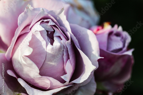 Light purple rose flower with a bud in the background