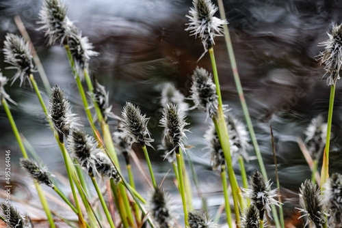 Swamp plants with light from behind and blurred water in the background