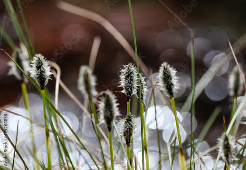 Swamp plants with light from behind and bokeh effect
