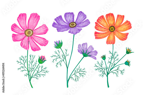 Cosmos flower set. Watercolor illustration  isolate on a white background.