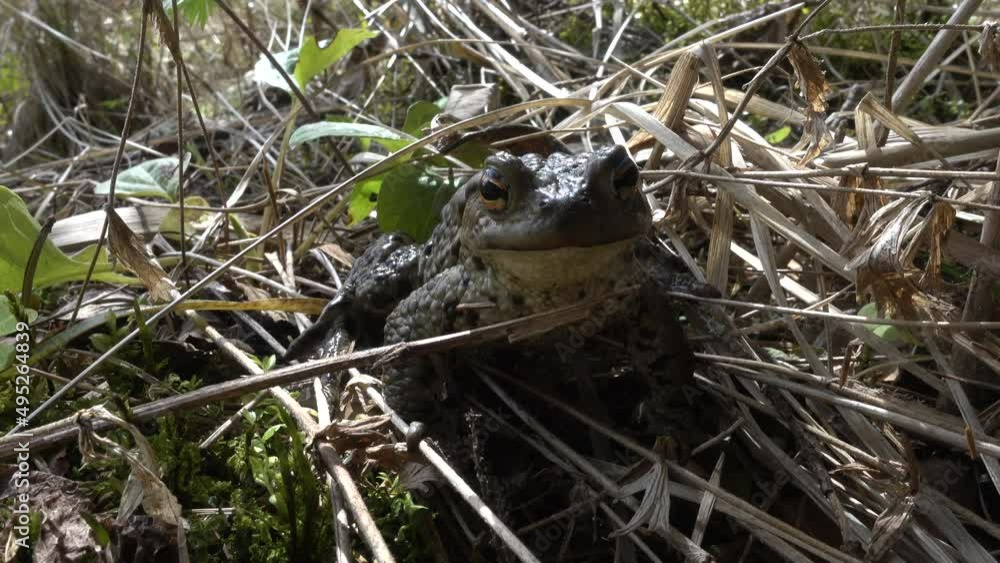 During the breeding time Common toad (Bufo bufo) has arrived at the lake. During the breeding time Common toad (Bufo bufo) has arrived at the lake.