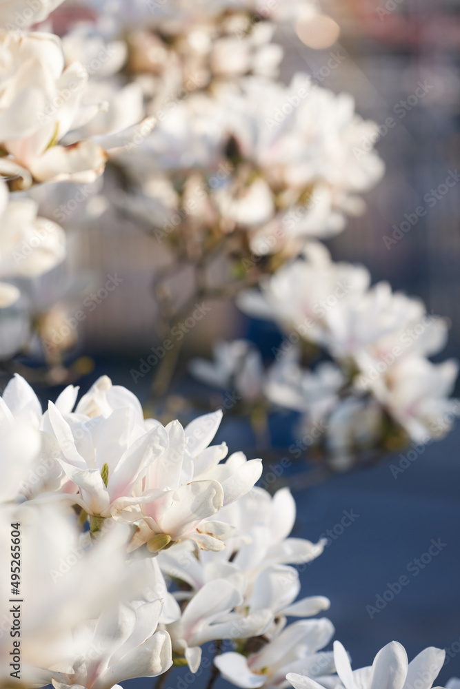 Spring flowering magnolia tree white and pink flowers.