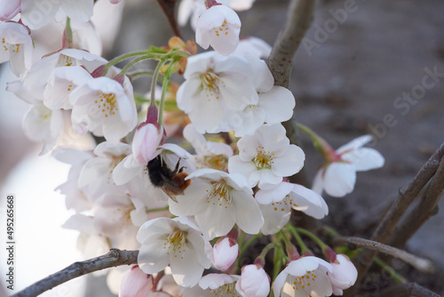 A bee collects nectar in white flowers.