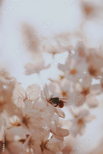 A bee collects nectar in white flowers.