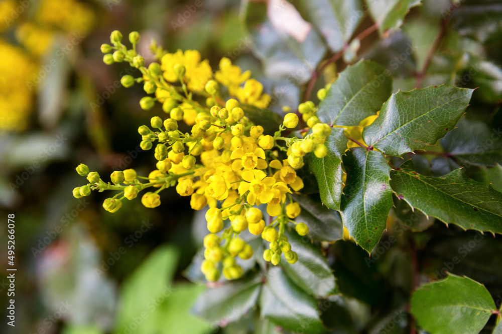 Oregon grape Oregon grape