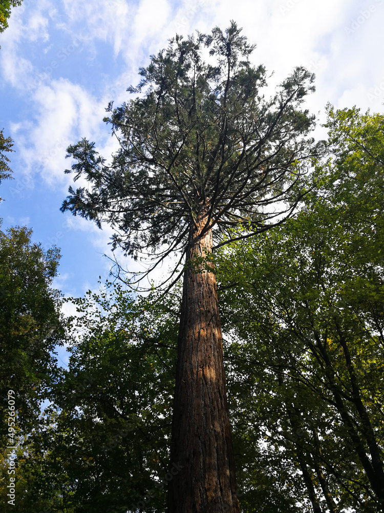 Fototapeta premium trees in the forest