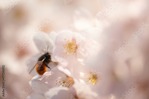 A bee collects nectar in white flowers.