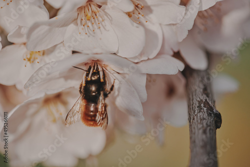 A bee collects nectar in white flowers.