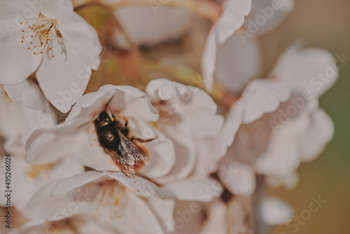 A bee collects nectar in white flowers.