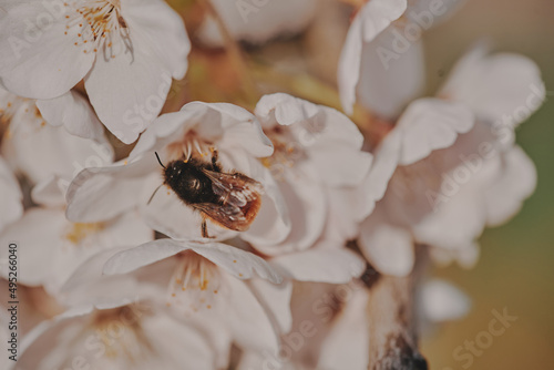 A bee collects nectar in white flowers.