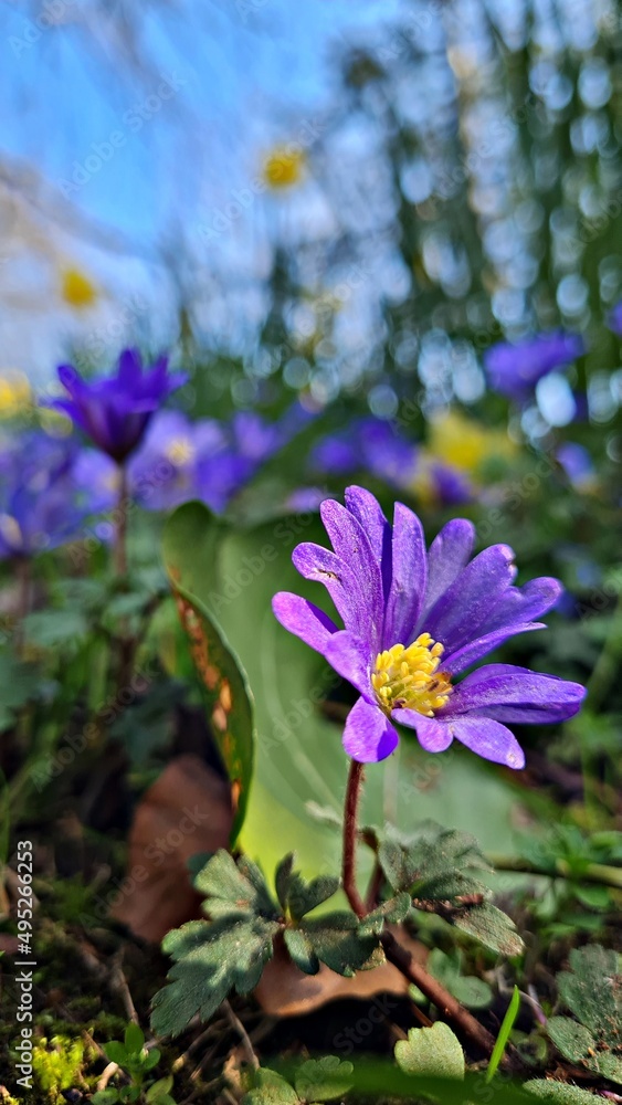 Fototapeta premium Spring time in UK, flowers.