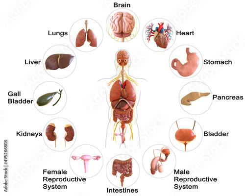 Human body internal organs anatomy 3D Rendering