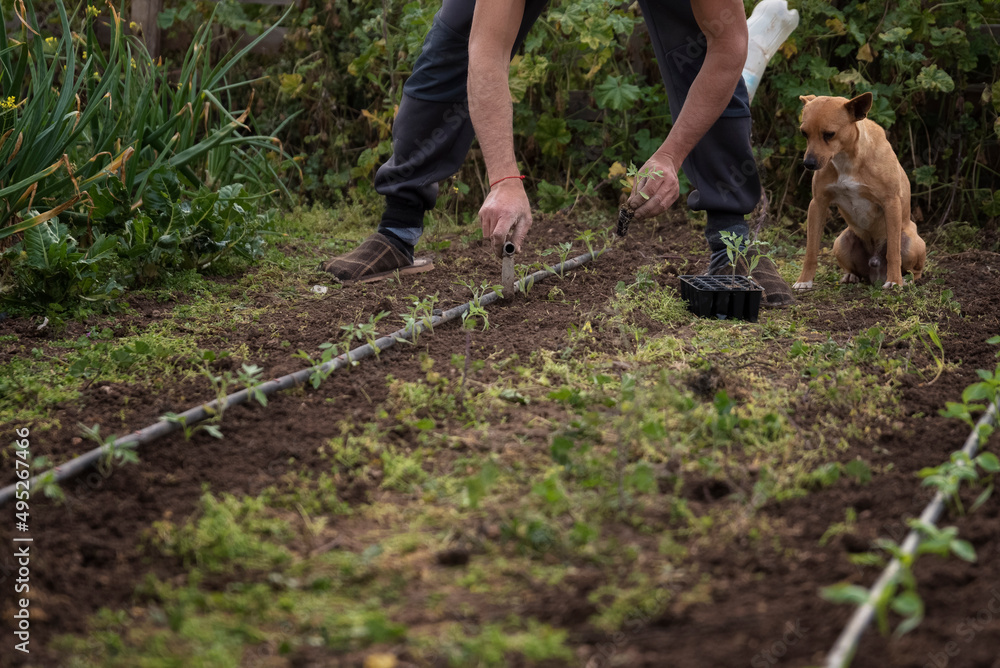 Fototapeta premium Sembrando pimientos en el huerto ecológico y sostenible en compañía de su mejor amigo el perro.