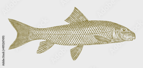 Shorthead Redhorse moxostoma macrolepidotum, freshwater fish from North America in side view