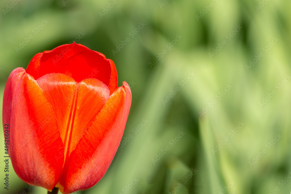 Flower Greeting Card. One tulip flower. Spring and Easter background with a tulip in the spring garden. Close-up of a red tulip on a green background. Background with a spring red flower Flower Greeting Card. One tulip flower. Spring and Easter background with a tulip in the spring garden. Close-up of a red tulip on a green background. Background with a spring red flower