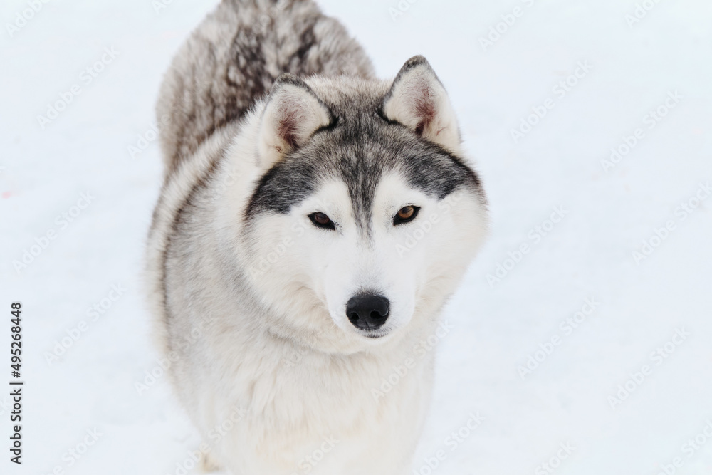 Dog looks like wolf. Portrait of gray white Siberian husky on background of white snow top view. Beautiful and fluffy northern sled dog breed.