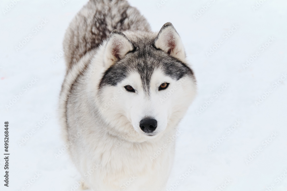 Dog looks like wolf. Portrait of gray white Siberian husky on background of white snow top view. Beautiful and fluffy northern sled dog breed. Dog looks like wolf. Portrait of gray white Siberian husky on background of white snow top view. Beautiful and fluffy northern sled dog breed.