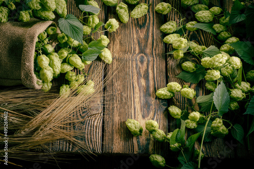 The main brewery ingredients- green hop cones and barley ears on a rustic wooden table surface. Oktoberfest beer concept. Product background.