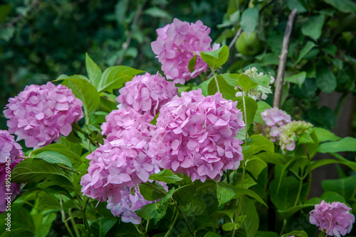 Wallpaper Mural  Blooming hydrangea close-up. Lush flowering hortensia.  Pink hydrangea in bloom Torontodigital.ca