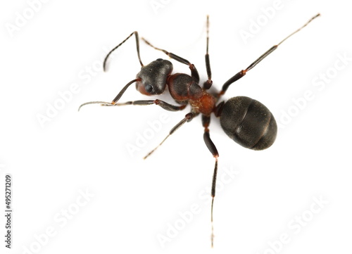 Red wood ant or horse ant, (Formica rufa) isolated on white