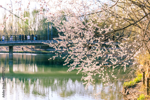 China Beijing Olympic Forest Park Spring View with flowers bloom