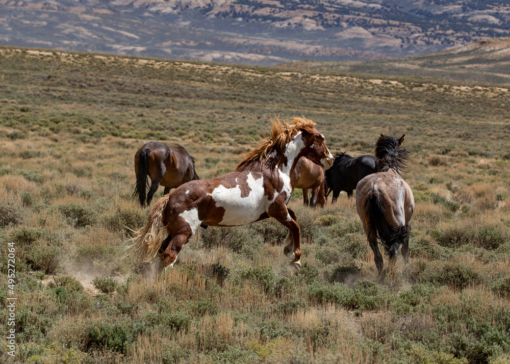 mustang colts fighting in northern Colorado