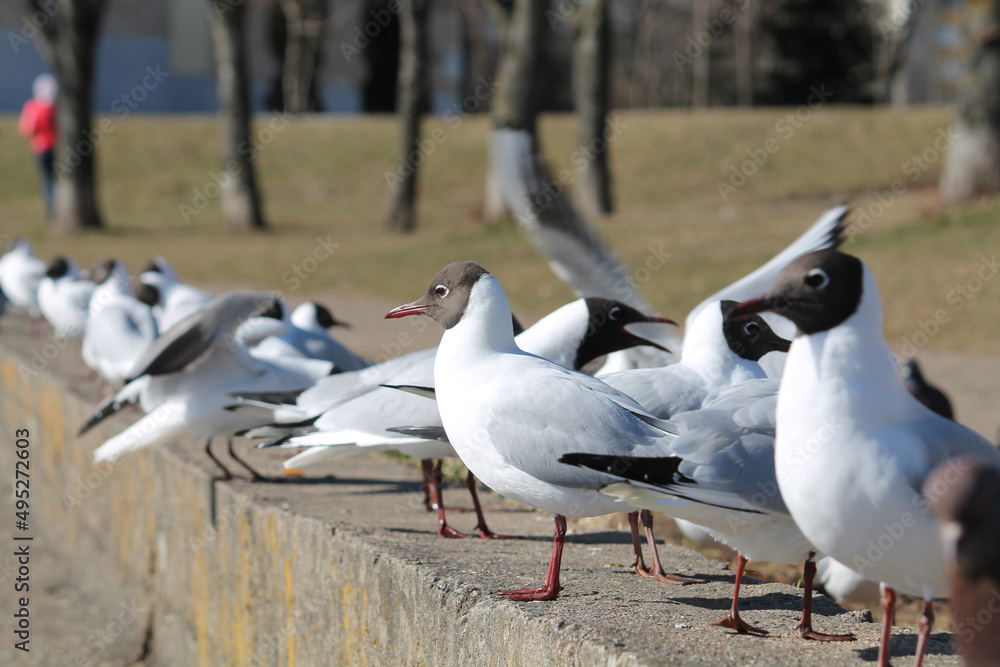 Black-headed gulls (Chroicocephalus ridibundus) in adult summer plumage