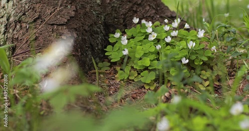 Blooming white sorrel swaying in the wind. Oxalis acetosella. photo