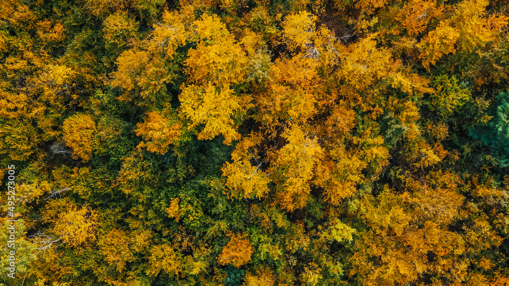 Aerial view over the forest.Vertical background of treetops. Aerial view over the forest.Vertical background of treetops.
