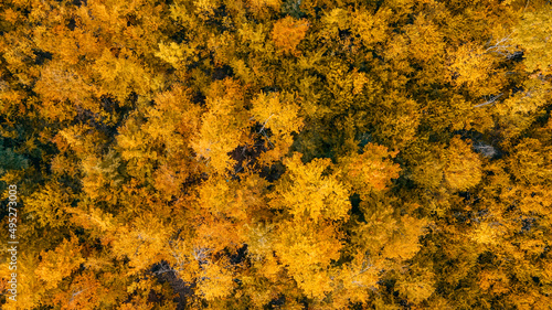 Aerial view over the forest.Vertical background of treetops.