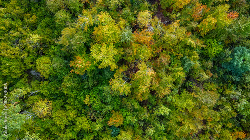 Aerial view over the forest.Background of tree tops