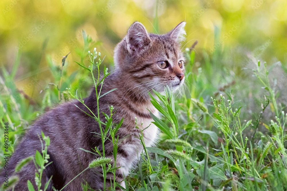 A small striped kitten sits in the garden among the tall grass