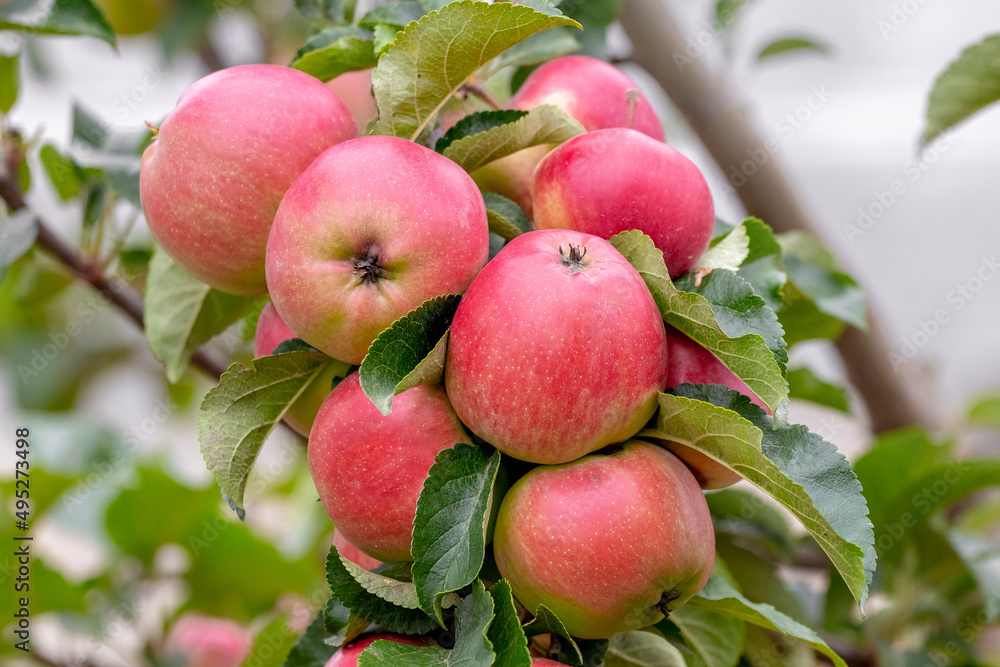 Ripe red apples in the garden on a tree. Apple harvest Ripe red apples in the garden on a tree. Apple harvest