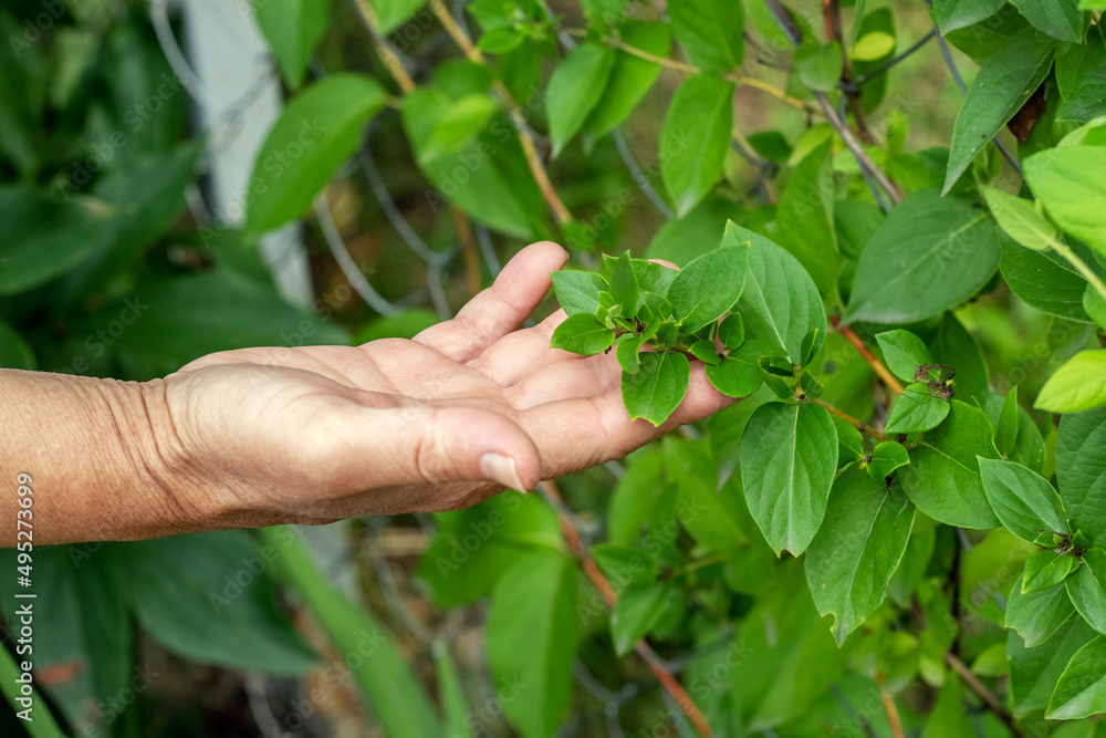 Female hand reaches for green leaves in the garden Female hand reaches for green leaves in the garden