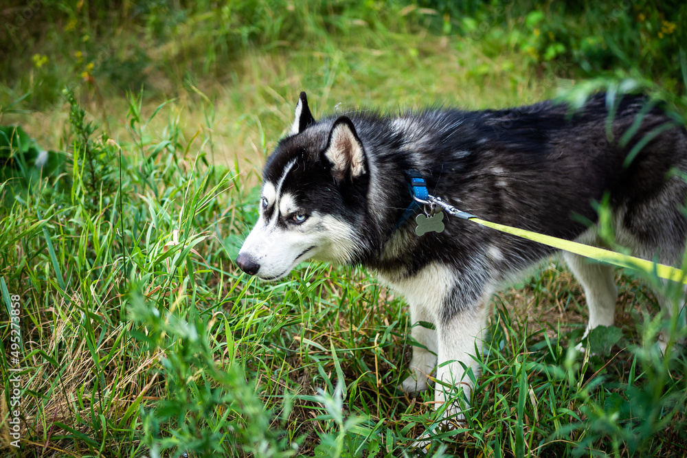 A black and white Siberian husky walking on a summer field. A black and white Siberian husky walking on a summer field.