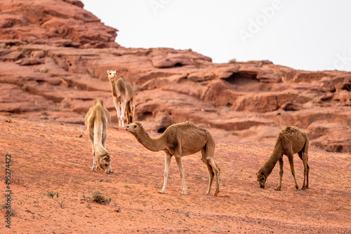 The Camels  Camelus dromedarius  in the Wadi Rum desert. Jordan.