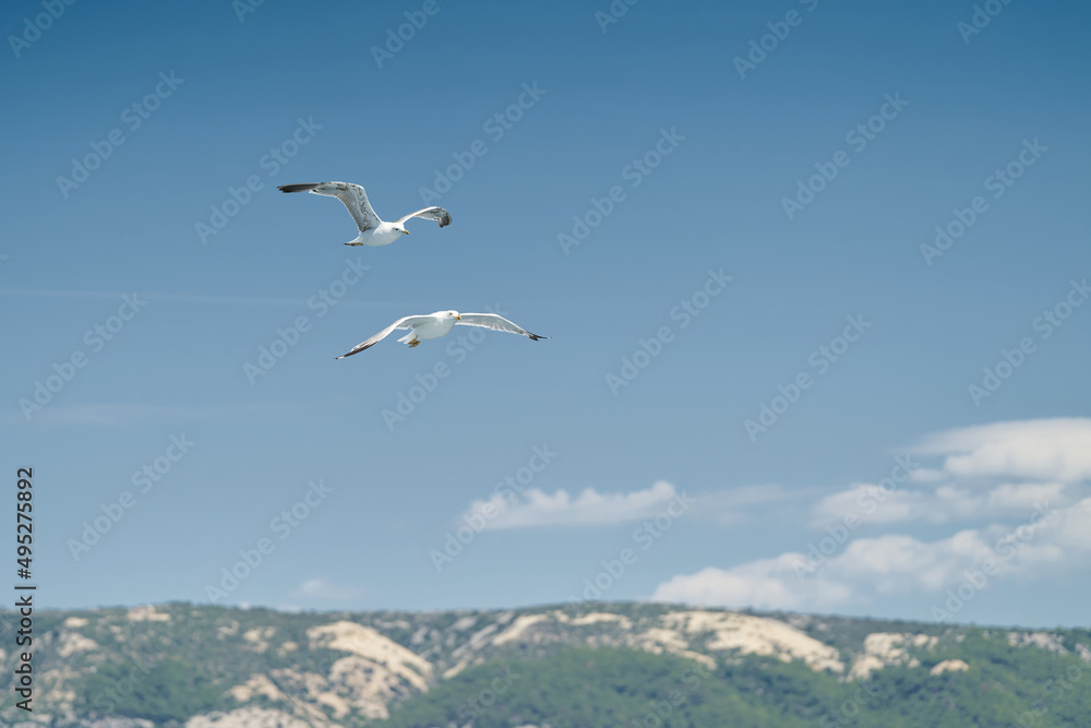 Seagulls over Adriatic Sea Near Island Rab In Croatia Seagulls over Adriatic Sea Near Island Rab In Croatia