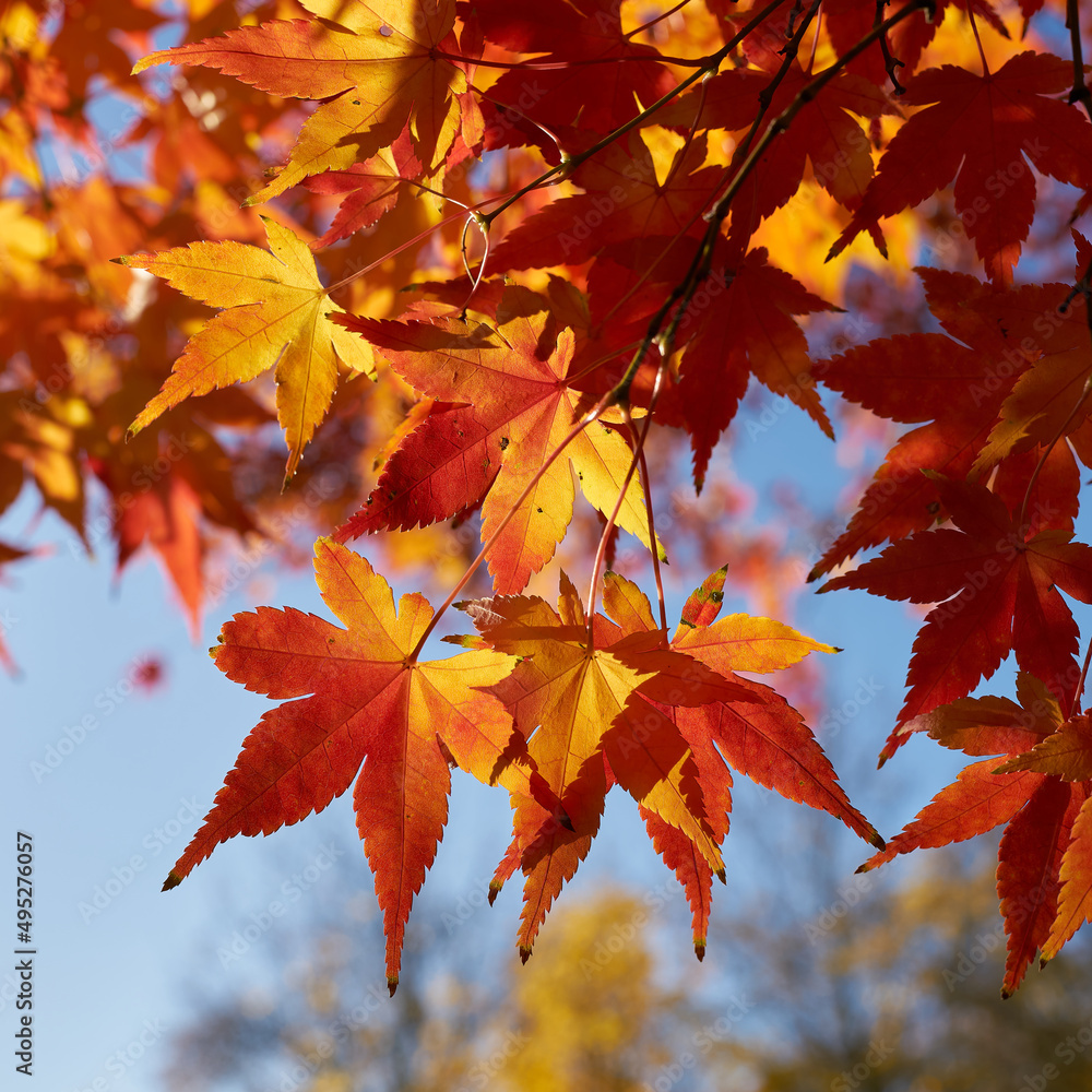 Japanischer Fächerahorn, Acer Palmatum mit leuchtender Färbung in einem Park im Herbst Japanischer Fächerahorn, Acer Palmatum mit leuchtender Färbung in einem Park im Herbst