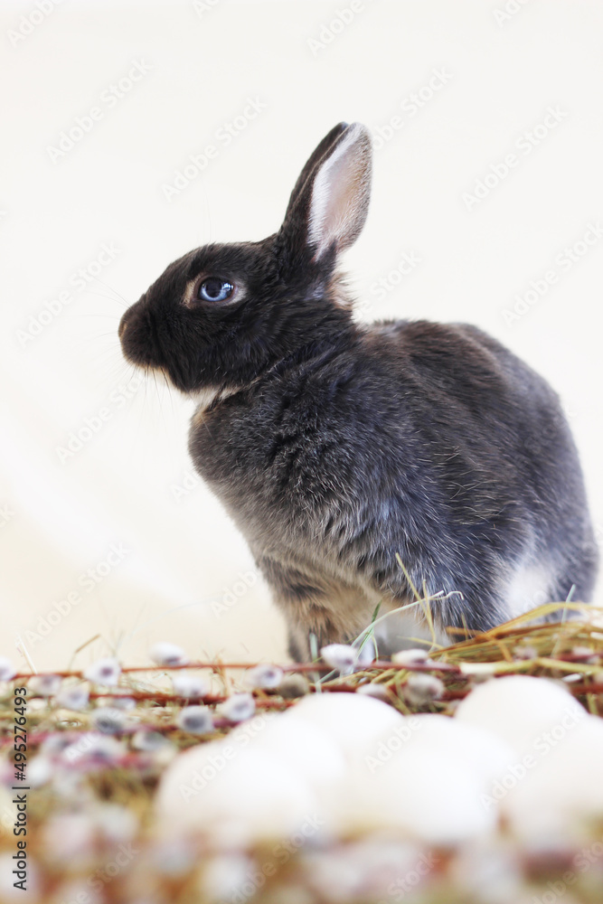 Otter Color Rabbit cute Easter rabbit colored dwarf otter with blue eyes in a nest of hay ...