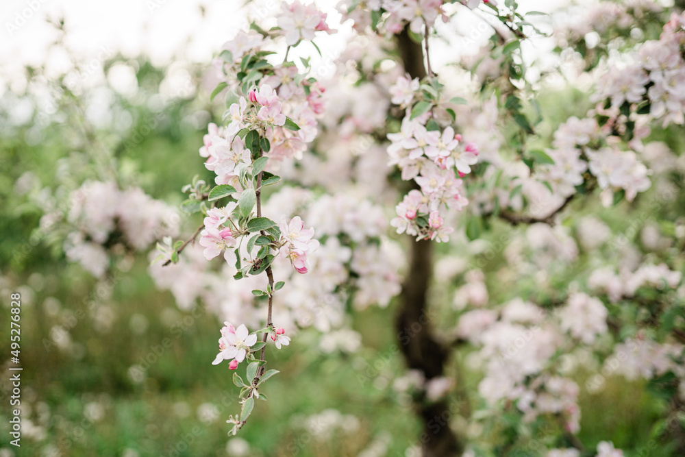 Spring Inspiration, nature in spring. Blooming apple tree at spring garden soft focus