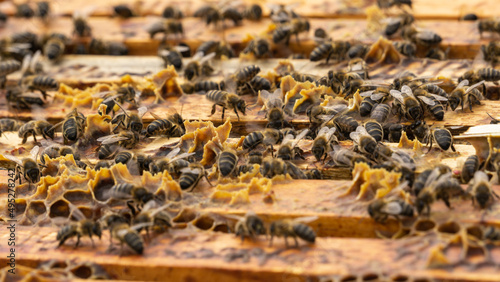 Close-up of bees making honey in the honeycomb