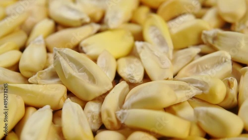 Cancha corn seeds close up. Dried maize falling in slow motion. Macro. Rotation photo