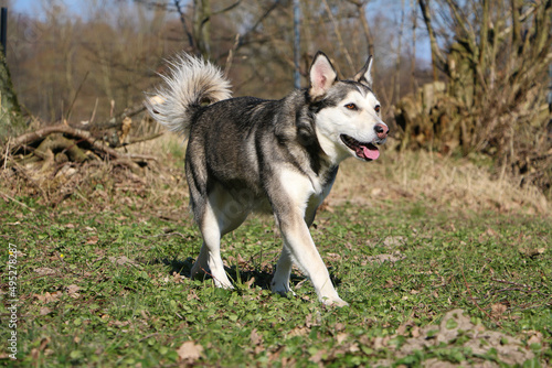 beautiful small husky is walking in the garden