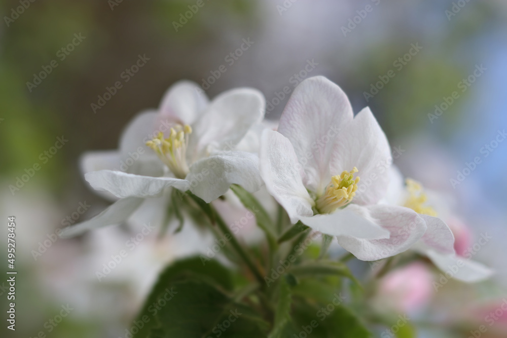 Close-up Apple Trees blossom. Branches white flowers green Leaves background close up.
Beautiful Apple Trees blossom. Spring orchard. Summer sunny day nature. Fruit tree flowers. Floral background Close-up Apple Trees blossom. Branches white flowers green Leaves background close up.
Beautiful Apple Trees blossom. Spring orchard. Summer sunny day nature. Fruit tree flowers. Floral background